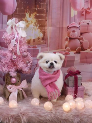 20241214ララちゃん